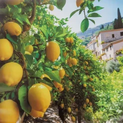 Merk Tuindecoratie^Garden Collection Tuindoek